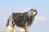 PETIT CHIEN LION 164